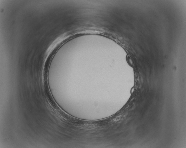 X0000085250296200703090954