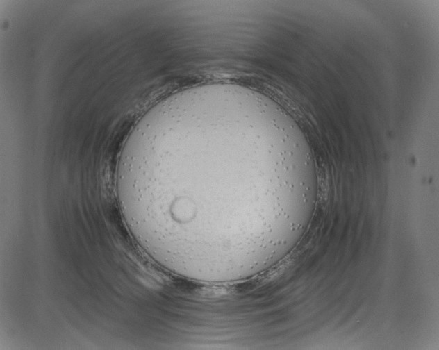 X0000085250418200703090952