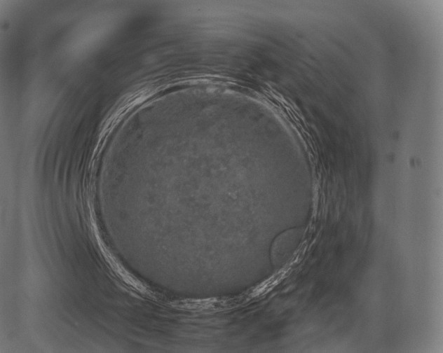 X0000085250049200703091308