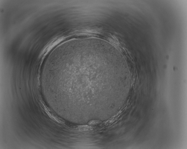 X0000085250050200703091308