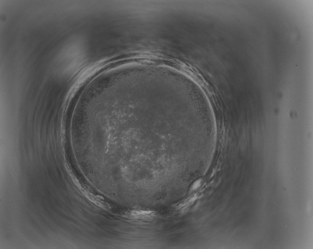 X0000085250055200703091308