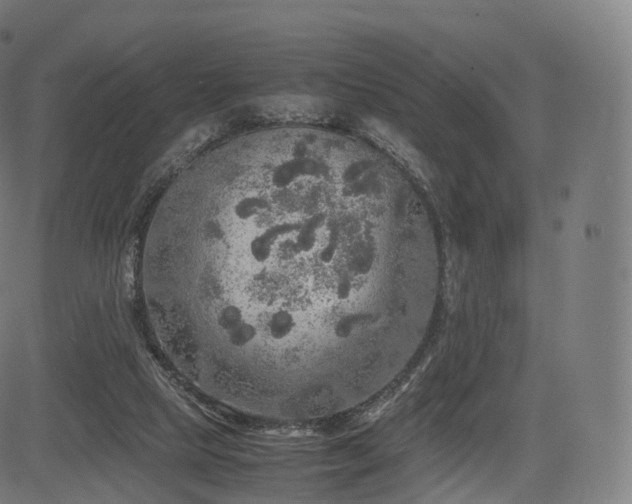 X0000085250065200703091308