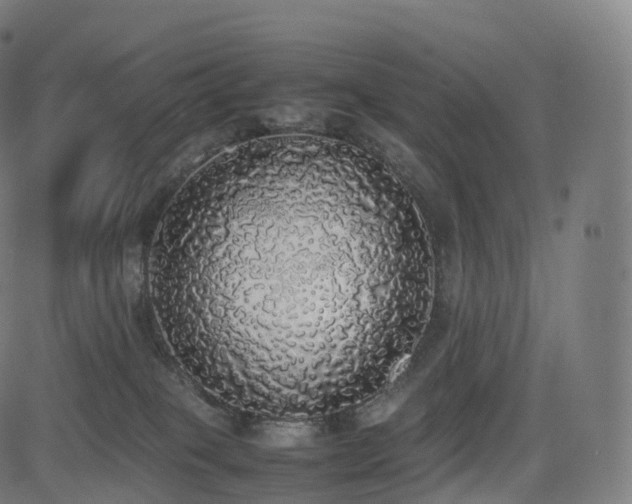 X0000085250085200703091309