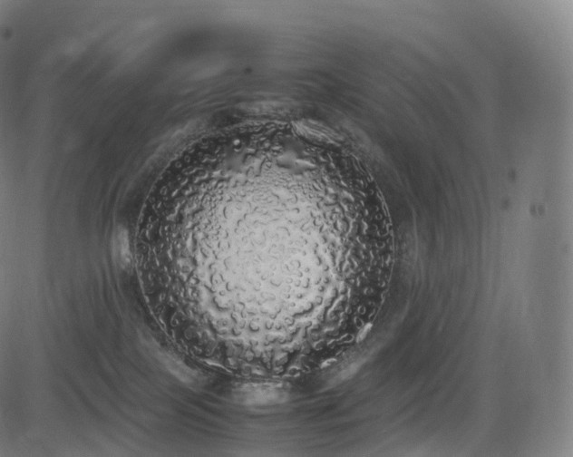 X0000085250089200703091309