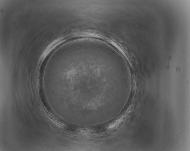 X0000085250199200703091306