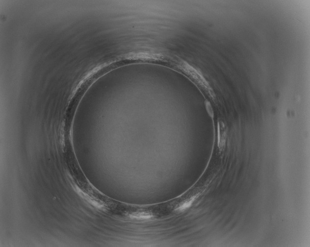 X0000085250204200703091306