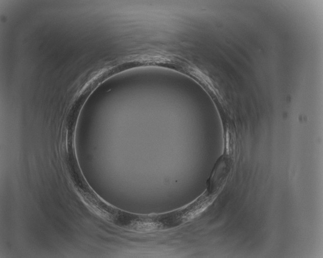 X0000085250205200703091306