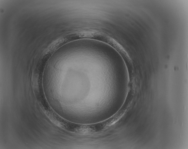 X0000085250209200703091306