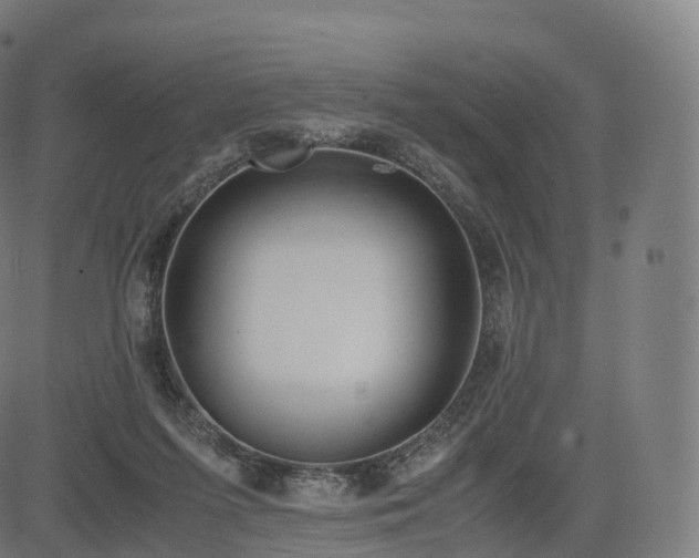 X0000085250215200703091306