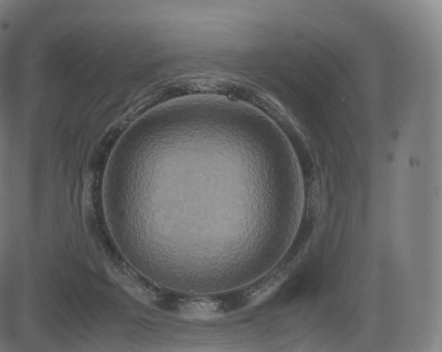 X0000085250217200703091306