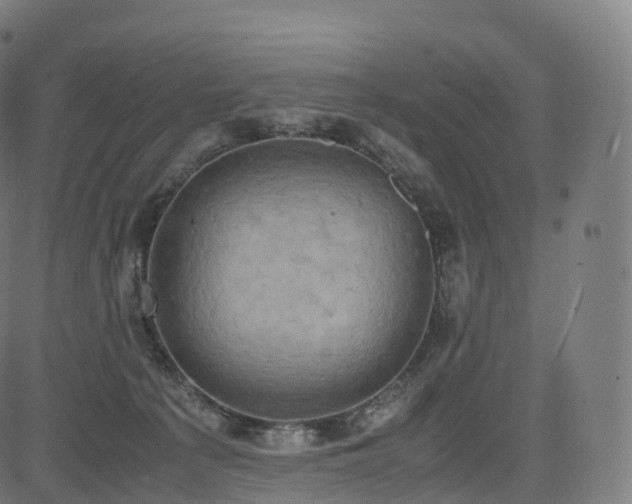 X0000085250225200703091306