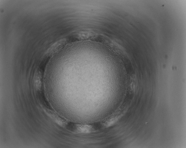 X0000085250226200703091306