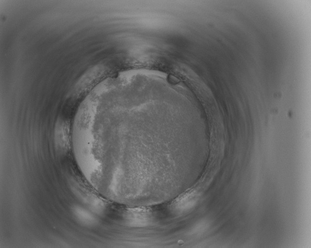 X0000085250240200703091306