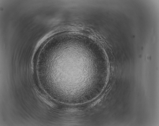 X0000085250246200703091305