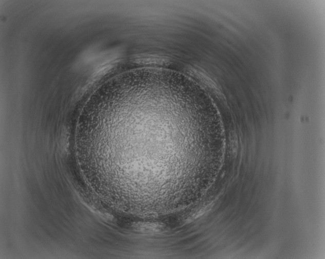 X0000085250255200703091305