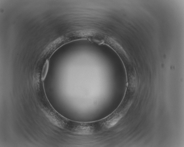 X0000085250260200703091305