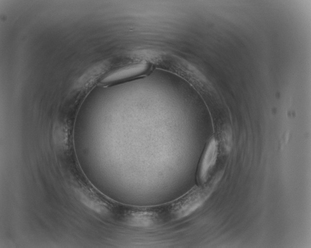 X0000085250268200703091305