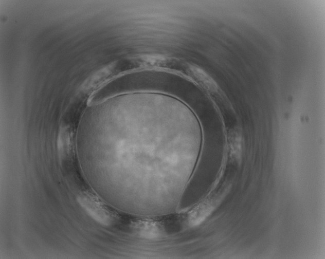 X0000085250276200703091306