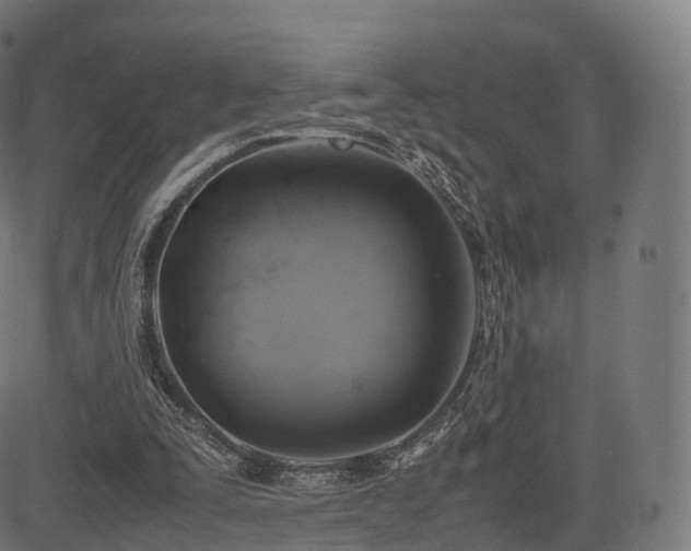 X0000085250295200703091305