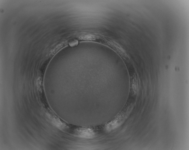 X0000085250322200703091304