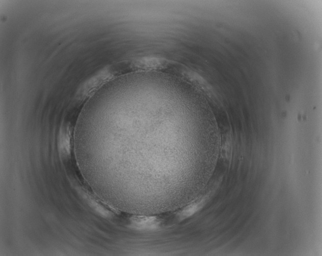 X0000085250334200703091304