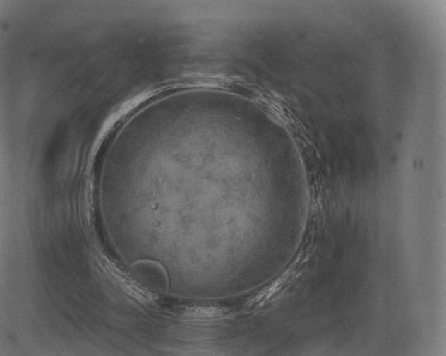 X0000085250342200703091303