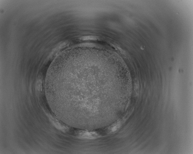 X0000085250379200703091304