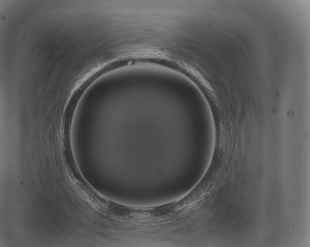 X0000085250391200703091303