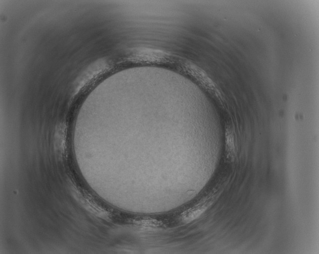 X0000085250396200703091303