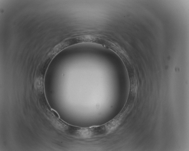 X0000085250425200703091303