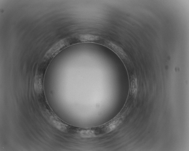 X0000085250426200703091303