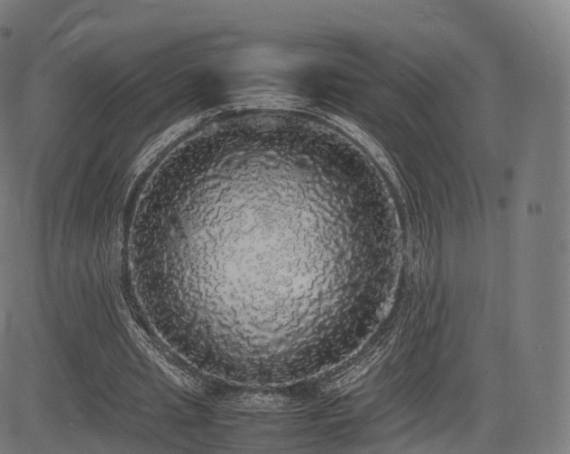 X0000085250437200703091302