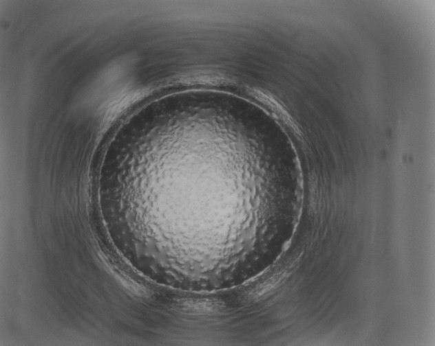 X0000085250439200703091302