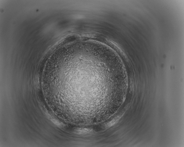 X0000085250453200703091302