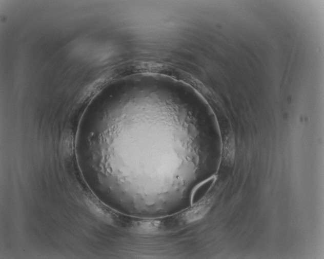 X0000085250474200703091302