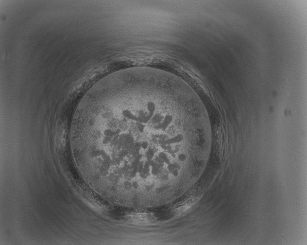 X0000085250499200703091301