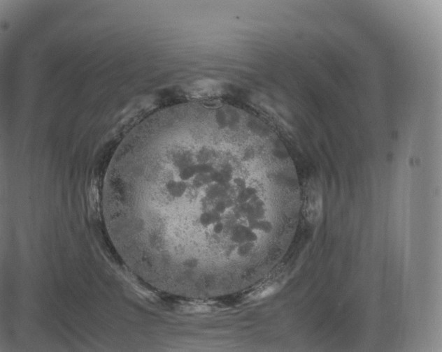 X0000085250523200703091301