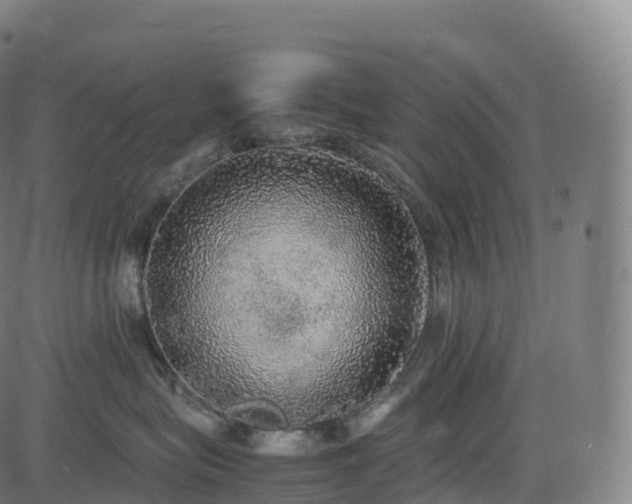 X0000085250575200703091301