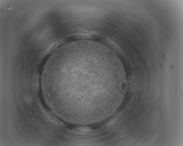 X0000085250642200703091259