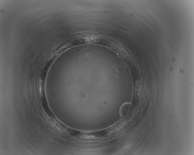 X0000085250650200703091259