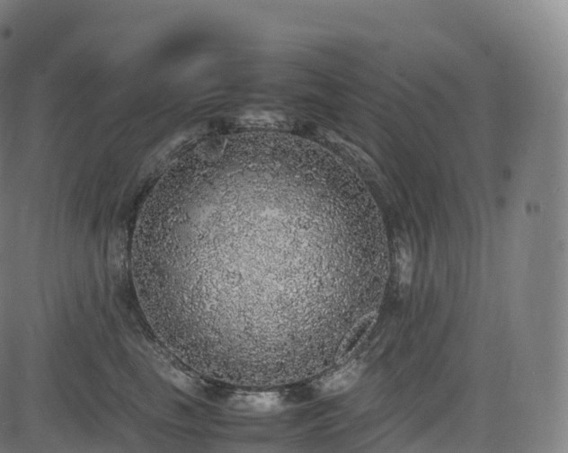 X0000085250665200703091259