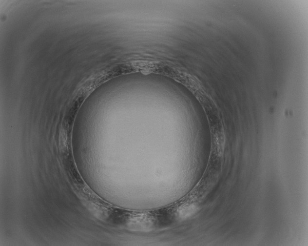 X0000085250705200703091258