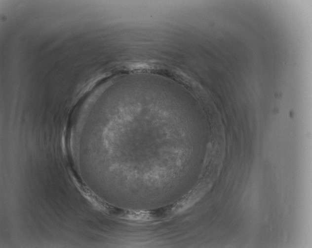 X0000085250720200703091258