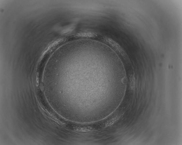 X0000085250731200703091257