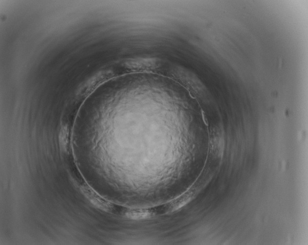 X0000085250767200703091258