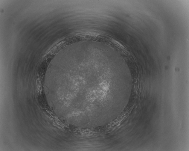 X0000085250774200703091257