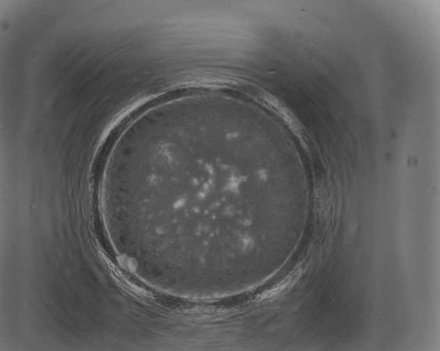 X0000085250779200703091257