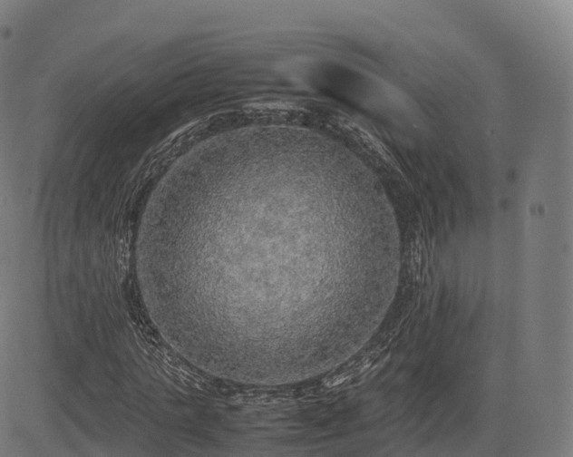 X0000085250821200703091255