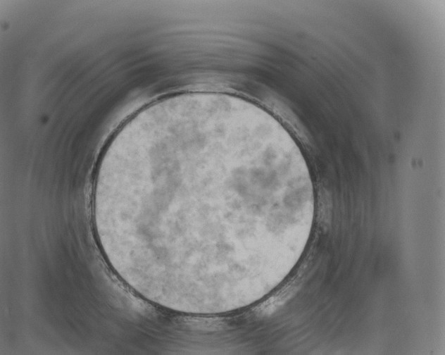 X0000085250856200703091256