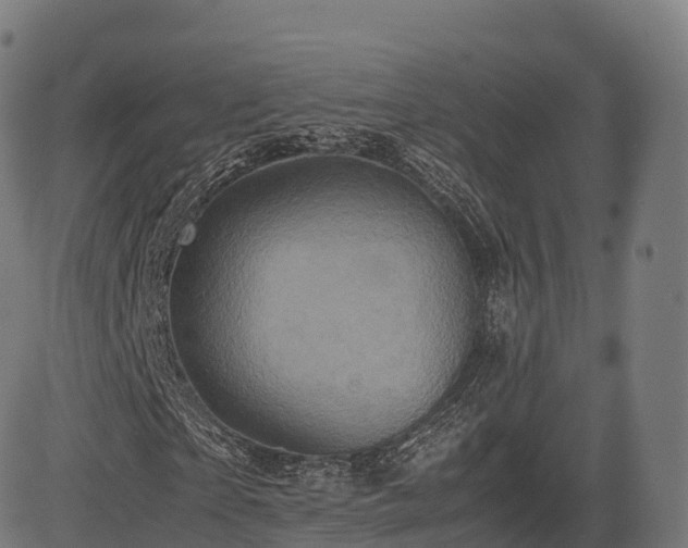 X0000085250865200703091255